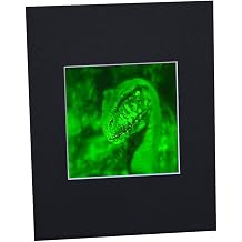 3D Velociraptor 2-Channel Hologram Picture MATTED, Collectible Photopolymer Type Film