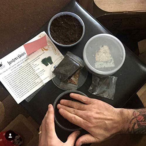 Cat Grass x 4 Pack (Grow your own kits) By Cat FurNature - View 5