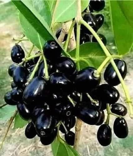 Healthy Vibe Grape Plant Moon Drops Black Seedless Grape plant 1 Healthy Vine Cutting Plant on Poly Bag