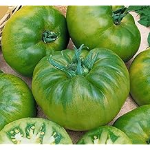 Cherokee Green Heirloom Tomato Seeds - Large Tomato - Most Delicious of the Green Tomatoes for Home Growing,