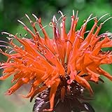 KVITER 100 Orange Bee Balm Flower Seeds for Planting...