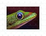 ANIMAL PHOTO GOLD DUST DAY GECKO HEAD FRAMED ART PRINT 