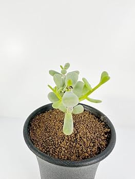 ケラリア　ピグマエア　大株　現地球 発根株　（鉢付き） 大株❗ケラリアピグマエア ケラリア ピグマエア 現地球 発根株