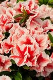 Encore Azalea Autumn Starburst (2 Gallon) Coral - White Flowering Shrub - Full Sun Live Outdoor Plan