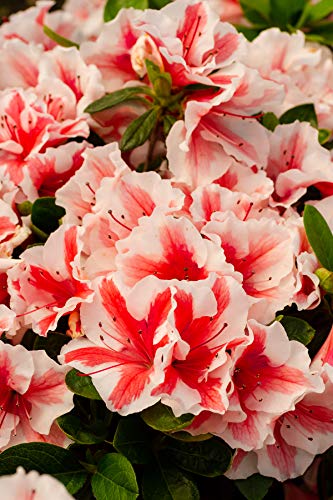 Encore Azalea Autumn Starburst (2 Gallon) Coral - White Flowering Shrub - Full Sun Live Outdoor Plan #TOP11