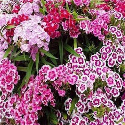 Green World DIANTHUS BARBATUS MIXED FLOWER SEEDS FOR KITCHEN GARDENING (50 seeds) (B09KPRTQMW) Amazon Price History, Amazon Price Tracker