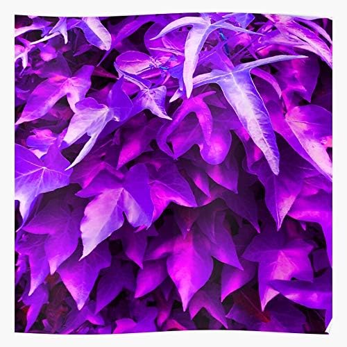 BRENNER Cling 18 Plant Walls Loves 3838 Purple Ivy Pantone