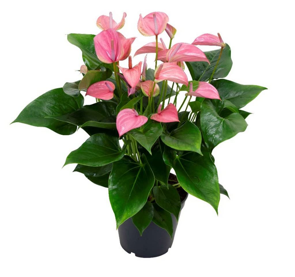 Creative Farmer Exotic Plant Anthurium Pink, 12 Cm Pot Indoor Live (Home Gardening Healthy Plant) (B09TY7GK7J) Amazon Price History, Amazon Price Tracker