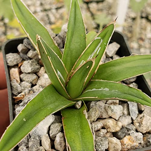 Agave Victoria Reginae Variegata Cacti Cactus Succulent Real Live Plant #TOP4