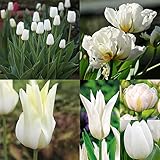 Tulip Bulbs-ntic purple flowers, wonderful gardening planting flowers, surprise Valentine's Day gifts-30 Bulbi:Seeds only