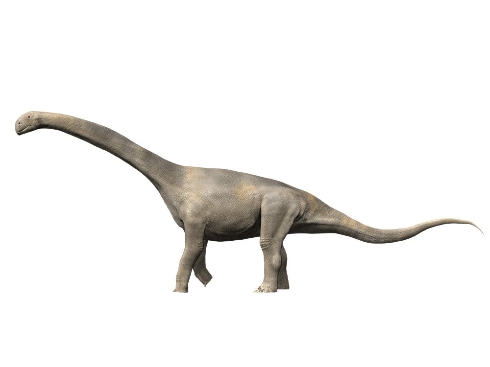 Amazon.com: Posterazzi Turiasaurus riodevensis Late Jurassic or Early ...