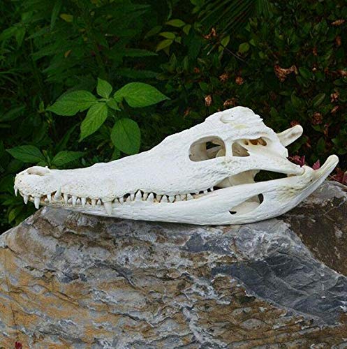 Model zwierzęcy, wypychająca czaszka krokodyla 15-30 cm, płazy, gady, edukacja medyczna, badania, prezent z czaszką, wykwintne okazy zwierząt
