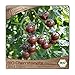 Samenliebe BIO Cherrytomaten Samen alte Sorte Black Cherry süß fruchtige Cocktailtomate Tomate schwarz rot 10 Samen samenfestes Gemüse Saatgut für Gewächshaus Freiland und Balkon BIO Gemüsesamen