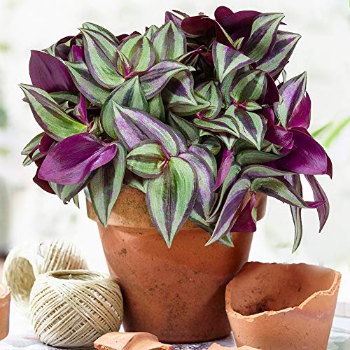 Tradescantia Zebrina | Premium Spinnenkraut für Heim und Büro | 15-25cm getopft Mehrfarbig