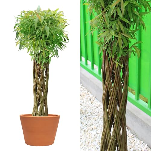 Wicker garden Arbre osier 150 cm - Résistant à l'hiver & Facile d’entretien | Plante décorative | Saule tressé - Idéal pour jardin, balcon & terrasse