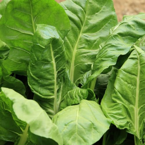 Premier Seeds Direct - Spinach Seeds - Perpetual Approx 500 Seeds