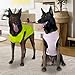 Kickred 2 Pack Hund Kühlung Shirts, EIS Haustier Weste Hund Kleidung für Instant Kühlung, ultraleichte atmungsaktive ärmellose T-Shirts für mittlere Hunde Junge Mädchen (Violett+Grün, XL)