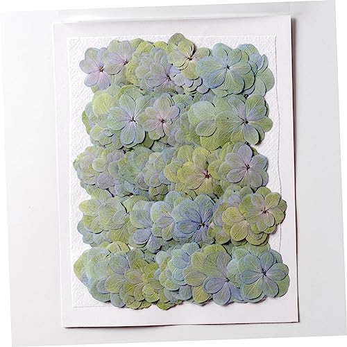 Alipis 30 piezas flores prensadas secas para manualidades miniatura 6