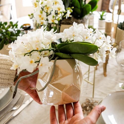 Orchidée blanche Nazaré fraîche pour un décor sans faux pas - 3