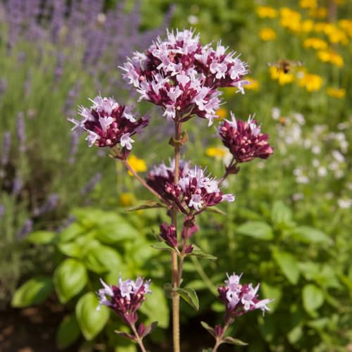 Wild Marjoram Wildflower Seeds – Fragrant Leaves & Purple Flowers – RHS Plants for Pollinators – Hardy Perennial – for Your Beautiful Garden