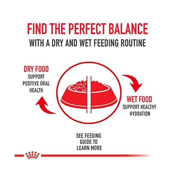 ROYAL CANIN Feline Health Nutrition Kitten Dry cat Food, 15-Pound by Royal Canin – Bild 9