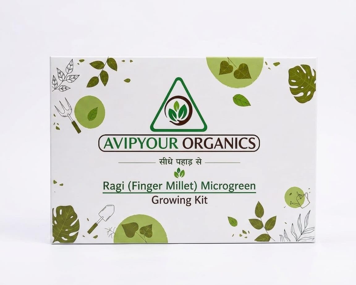 AVIPYOUR ORGANICS Ragi (Finger Millet) Microgreens Growing Kit | Complete DIY Grow Kit with Seeds, Pahadi Soil, Vermicompost, Spray Bottle & Grow Guide | Harvest Fresh Microgreens in 7-10 Days 365g-image-15