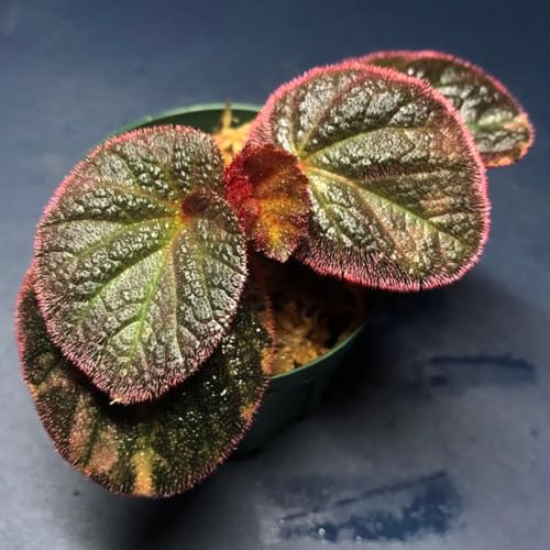 �x�S�j�A begonia sp�}�i�E�X �e�����E�� �p���_���E�� �M�ѐA��