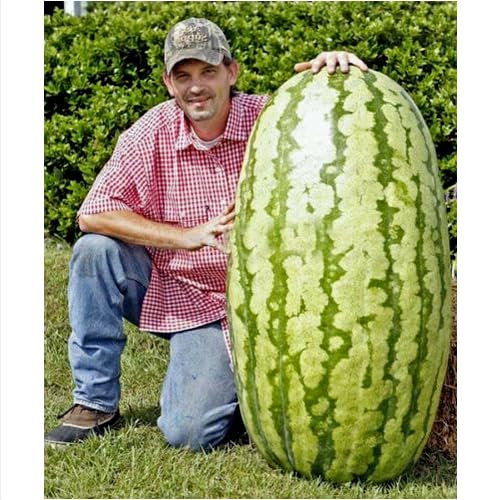 15 SEMI ANGURIA GIGANTE: GUINNE WORLD RECORD132 KG semi freschi