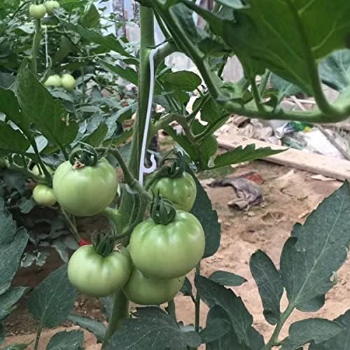 Druuzyl Tomatenhaken Set - 18 Stück Mit Seil Für Tomaten & Gurken