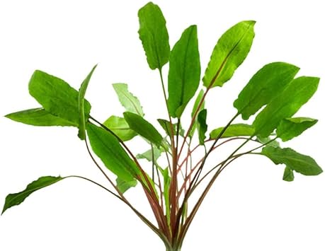 Cryptocoryne Wendtii Red - Freshwater - Low-Medium Light
