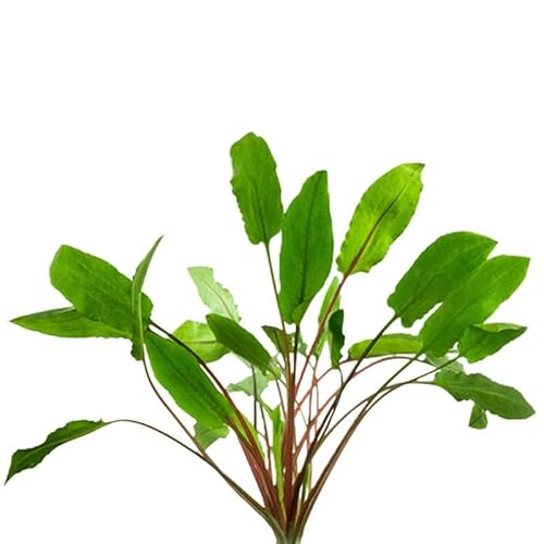 CANTON AQUATICS Cryptocoryne Wendtii Green Bare Root - Versatile and Durable ¬- Classic Plant - Mid-Ground Positioning - All Natural & Organic Aquatic Plant - Long Lasting & Easy to Care - Small