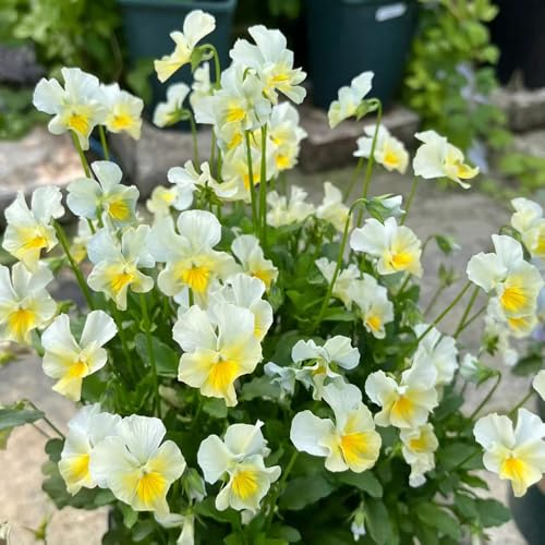 semillas de pensamiento resistentes - balcón jardín Decoración 420pcs