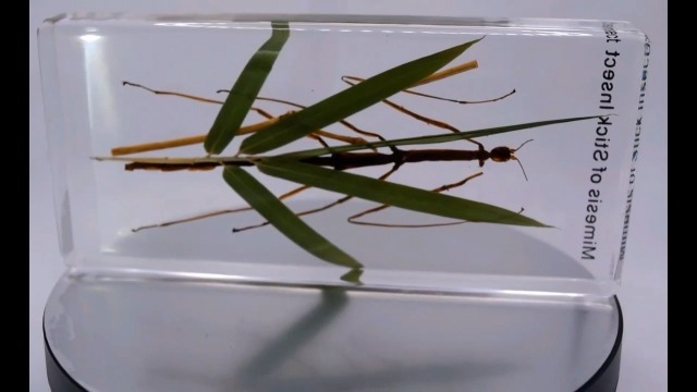 Image of 5.5 inch Real Mimesis Stick Insect Phasmatodea Bug in Crystal Clear Lucite Resin Specimen Paperweight Preserved Animal Taxidermy Collection for Biology Science Education & Desk Ornament Display