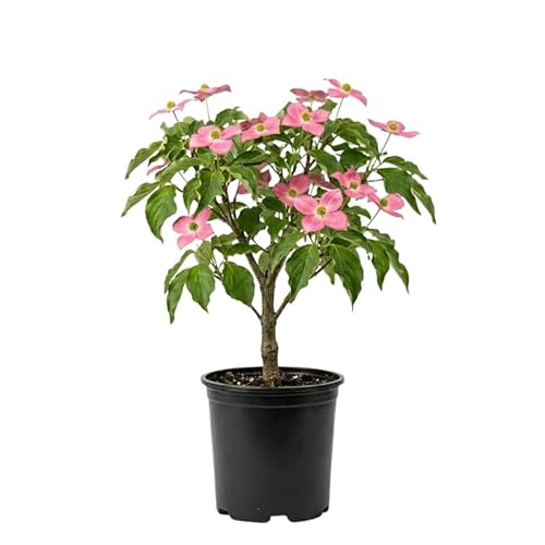 Pink Dogwood Tree Live Plant in Quart Pot, Flowering Dogwood Tree for Outdoor Garden, Ornamental Tree for Landscape, Yard or Garden Planting