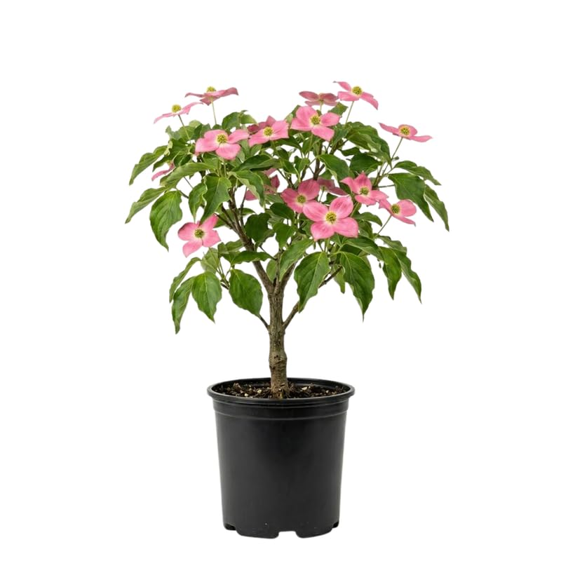 Pink Dogwood Tree Live Plant in Quart Pot Flowering Dogwood Tree for Outdoor Garden Ornamental Tree for Landscape Yard or Garden Planting
