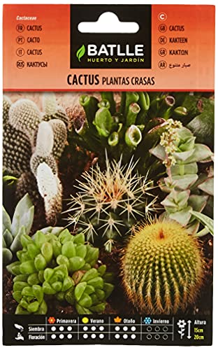 Cactus Plantes Grasses
