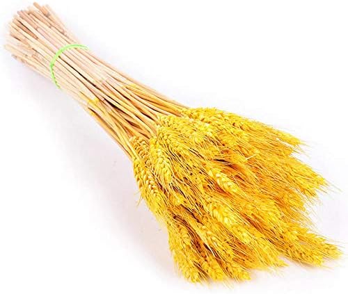 Miniatura 2 de Paquete de 100 gavillas de trigo seco marfil, arreglos de otoño premium, al por mayor, bricolaje, mesa para el hogar, boda, Navidad (amarillo)