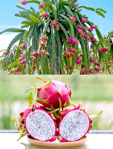 Bublix White Dragon Fruit Live Plant | Healthy Fresh Decorative Outdoor & Indoor Plant for Home Balcony Terrace Garden | Easy Growing Ornamental Green Plant for Home & Office Gardening (Without Pot)