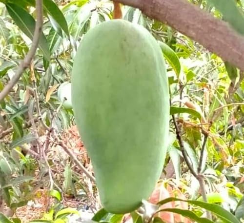 Image of Pyanabi''Grafted Noorjahan Mango Plant - Live Tree 2 Feet Tall - Fruits in Just 2-3 Years - Ideal for Home Gardens & Urban Planting - large fruits of approximately 3 to 4 kg live fruit plant