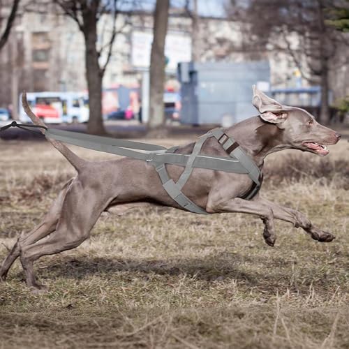 Zughundegeschirr - Reflektierendes Laufgeschirr Für Hunde - Verstellbares Gurtzeug Für Training Skaten Outdoor Aktivitäten
