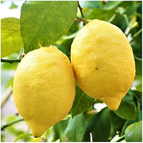 Mokuzai Citrus & Mediterranean Plant Potting Soil - Lemon, Orange, Palm, Olive Tree Fast Draining PureGrow® Compost - Hydrate at Home Cover