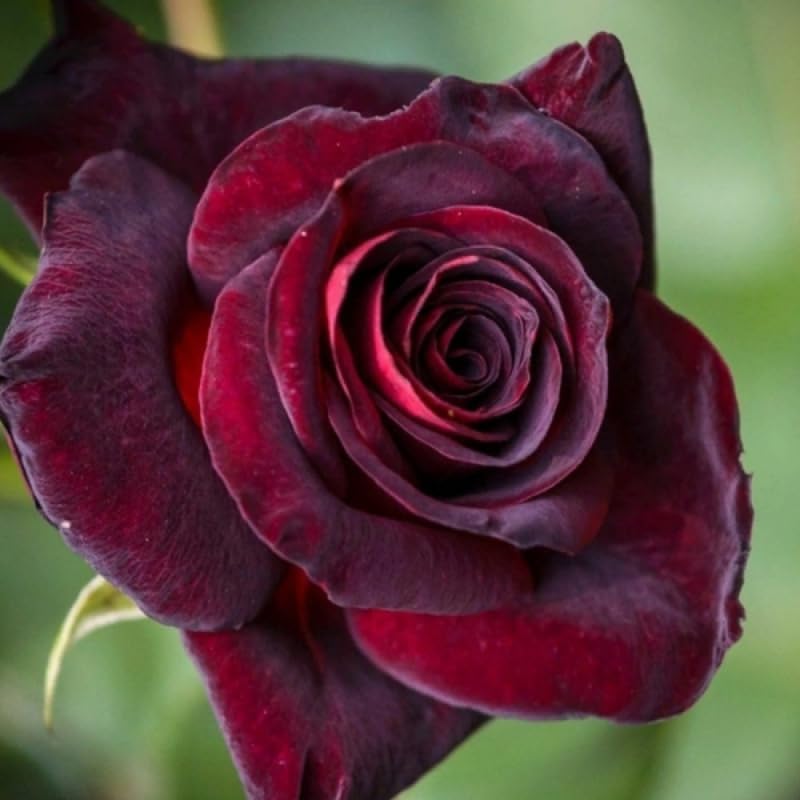 Black Red Climbing Rose Live Starter Plant, Fragrant Rose Ready to Plant, Climbing Rose for Planting Outdoor, No Pot, 1 Year Old Rose Plant
