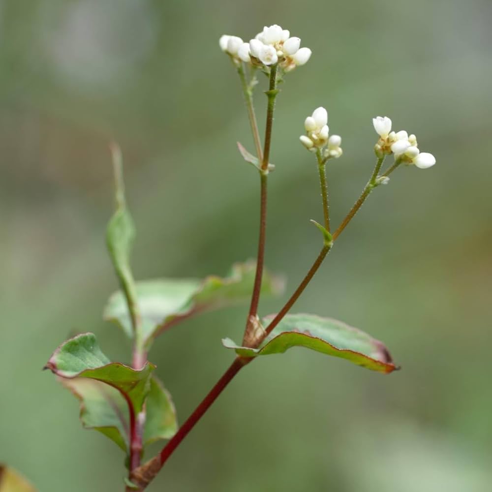 Amazon.co.jp: ブロンズリーフ ペルシカリア レッドドラゴン