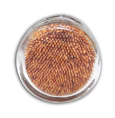 600 Cinnamint Flavor Natural Wooden Toothpicks in Glass Jar with Lid - Use to Quit Smoking and Freshen Breath After Food and Drink