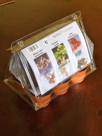 Mini serra per bonsai - estremo oriente- con semi di ciliegio, murraya paniculata e acero palmato - Image 3