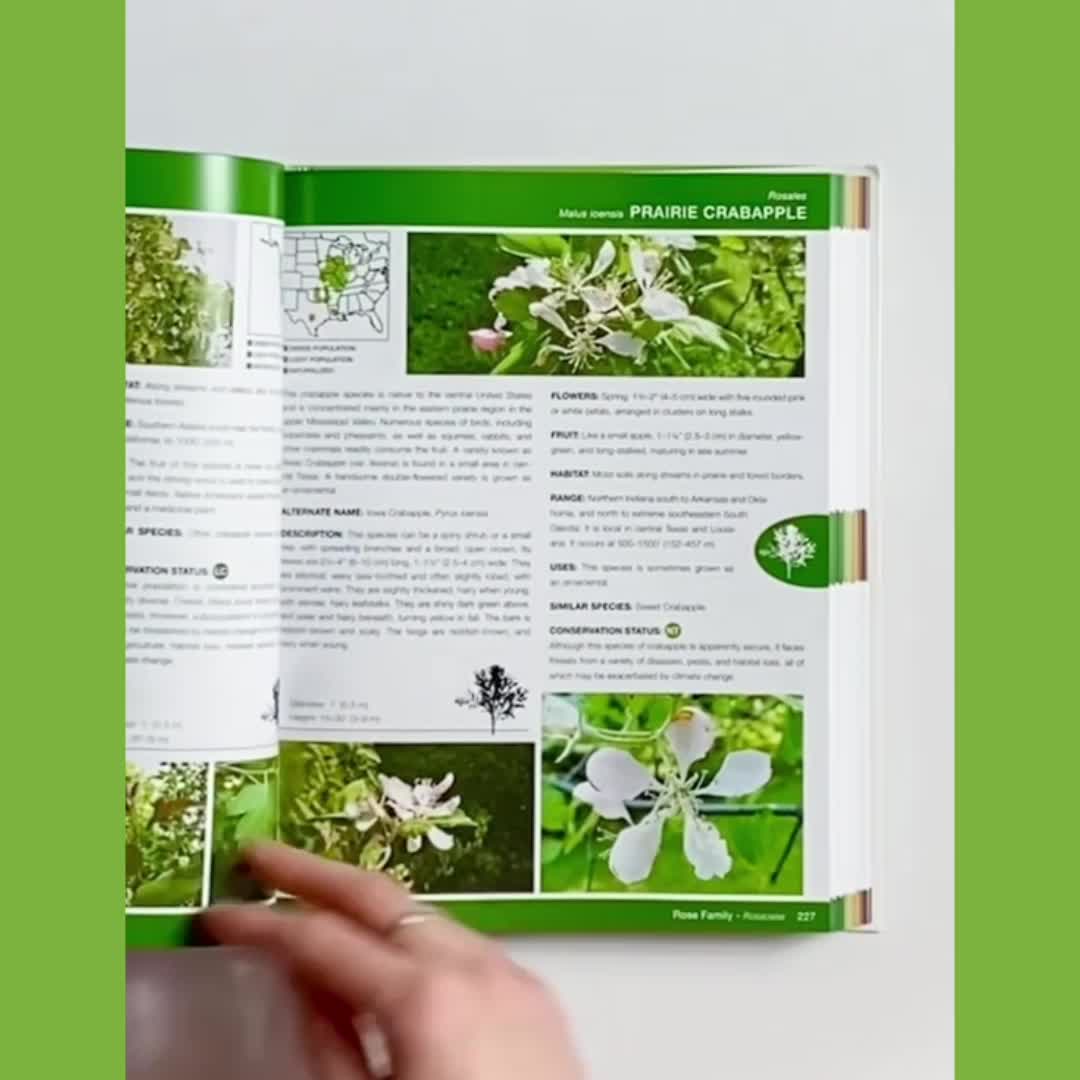 Image of National Audubon Society Trees of North America (National Audubon Society Complete Guides)