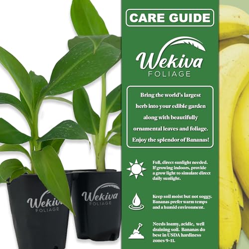 Ice Cream Banana Tree - 4 Live Starter Plants - Musa Blue Java - Edible Fruit Bearing Tree for The Patio and Garden Ice Cream Banana Tree - 4 Live Starter Plants - Musa Blue Java - Edible Fruit Bearing Tree for The Patio and Garden