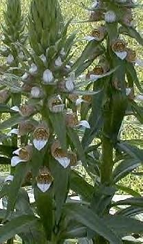 Digitalis lanata 1,000 Seeds