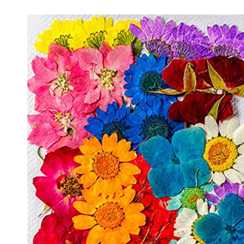 Flores secas surtidas para decoración DIY, 36 piezas miniatura 2