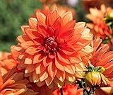 2 Piezas Enano Dalia Bulbos De Flores Atractivas Anaranjadas Exóticas Mixtas Dobles Atraen La Atención Fáciles De Plantar En Interiores Y Exteriores